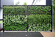 自由にデザインできる緑のカーテン、緑化フェンス「パラビエンタＦ」